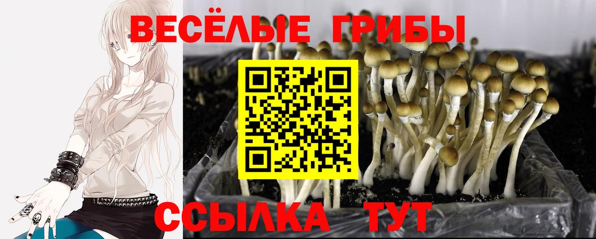Псилоцибиновые грибы Psilocybe Керчь